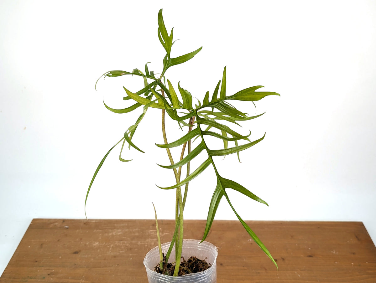 Philodendron Polypoidioides