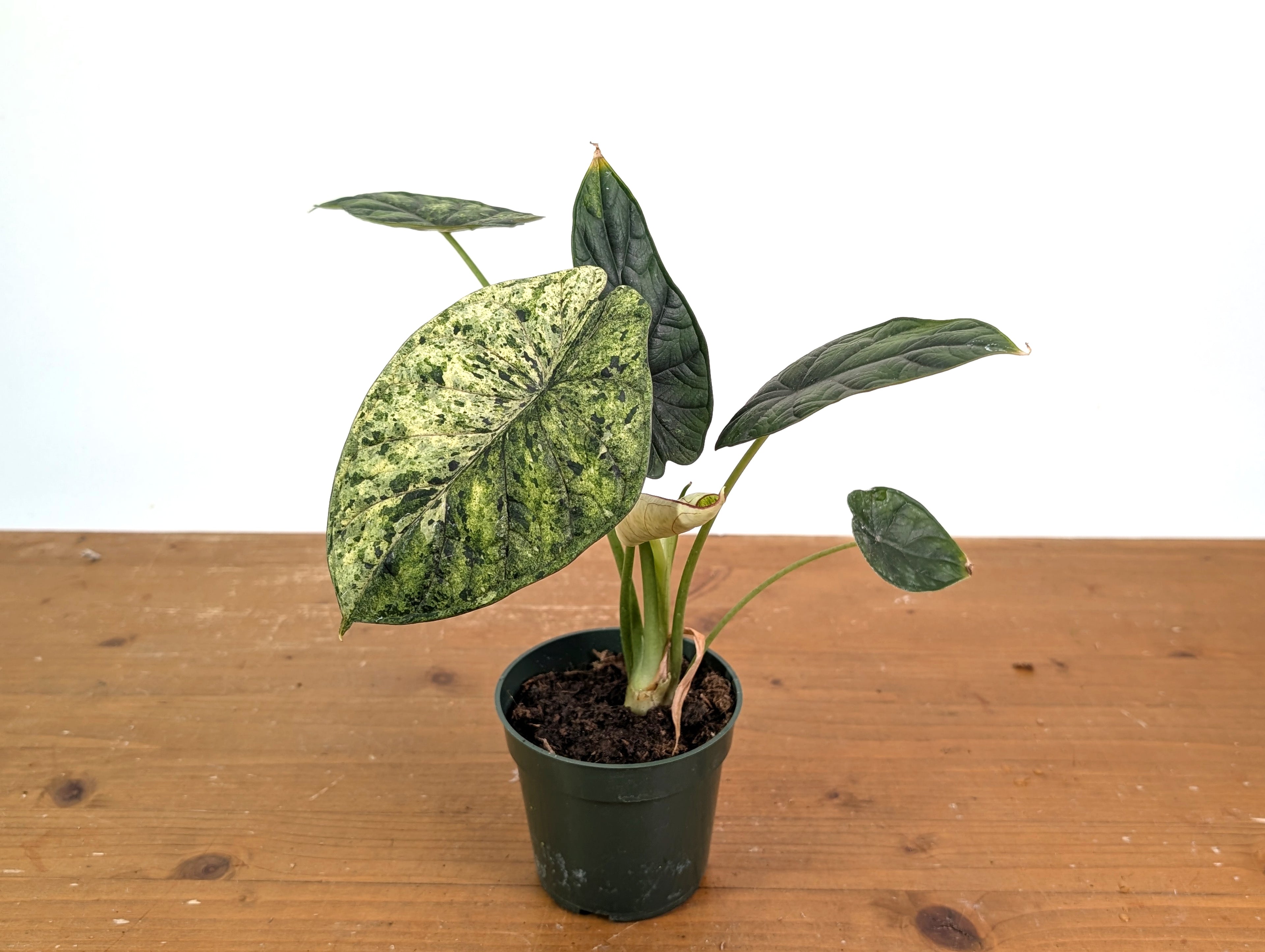 Alocasia Dragon Scale Variegated Mint