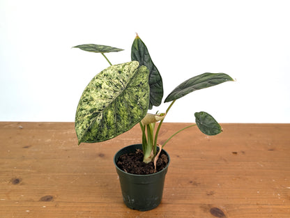 Alocasia Dragon Scale Variegated Mint