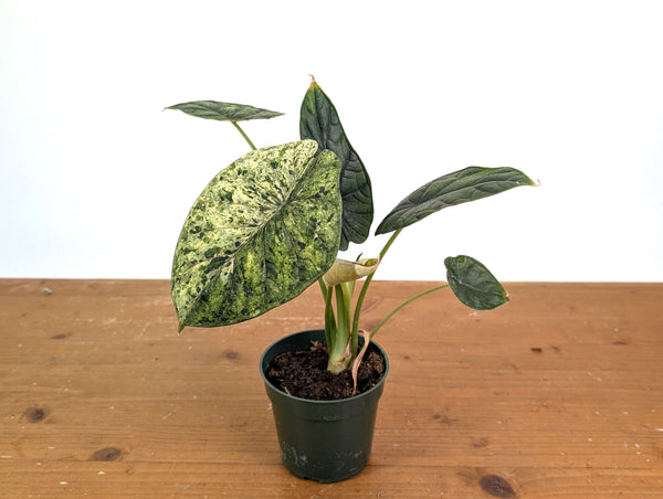 Alocasia Dragon Scale Variegated Mint