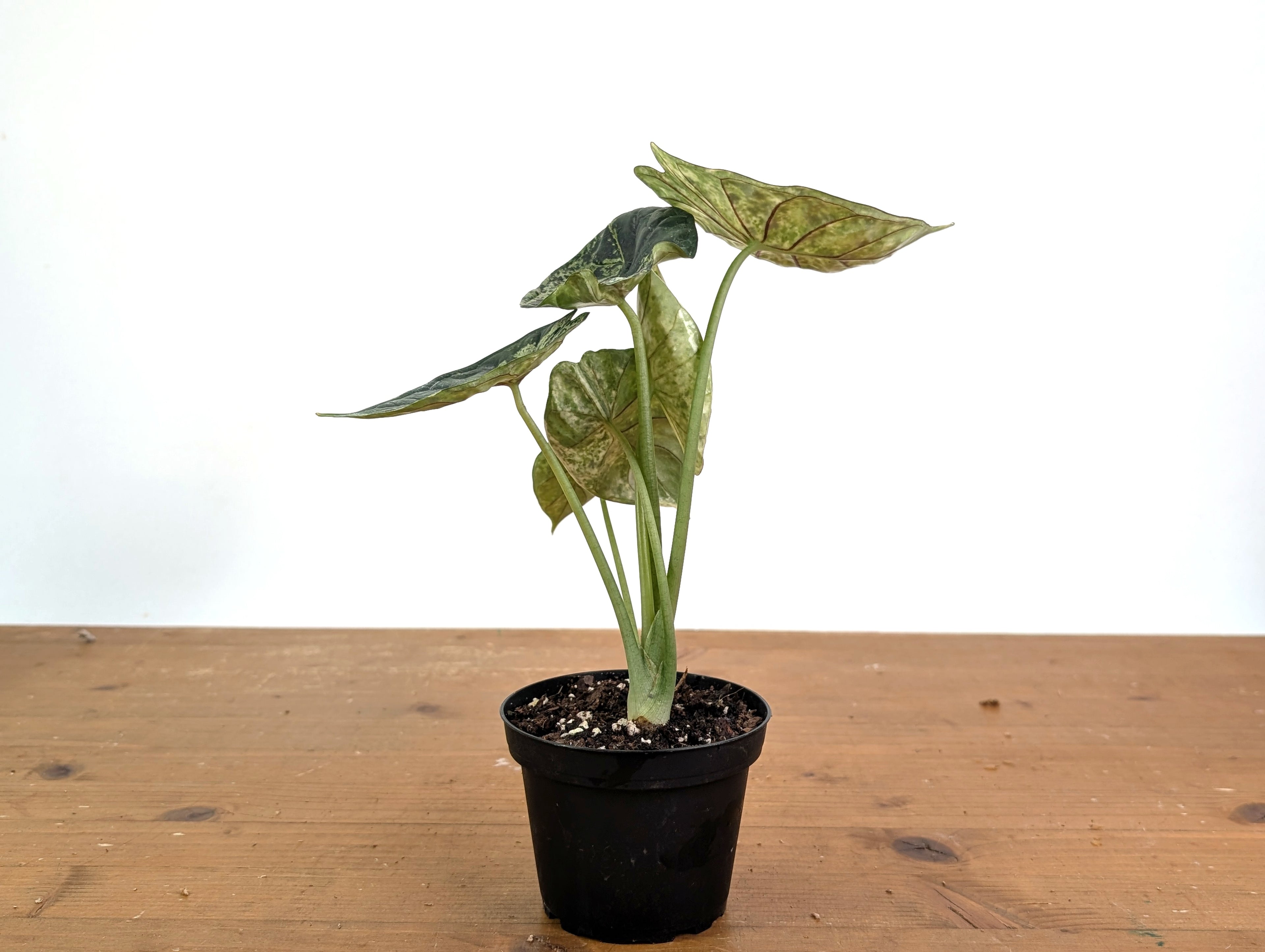 Alocasia Dragon Scale Variegated Mint