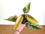 Philodendron erubescens 'Strawberry Shake'