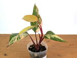 Philodendron erubescens 'Strawberry Shake'