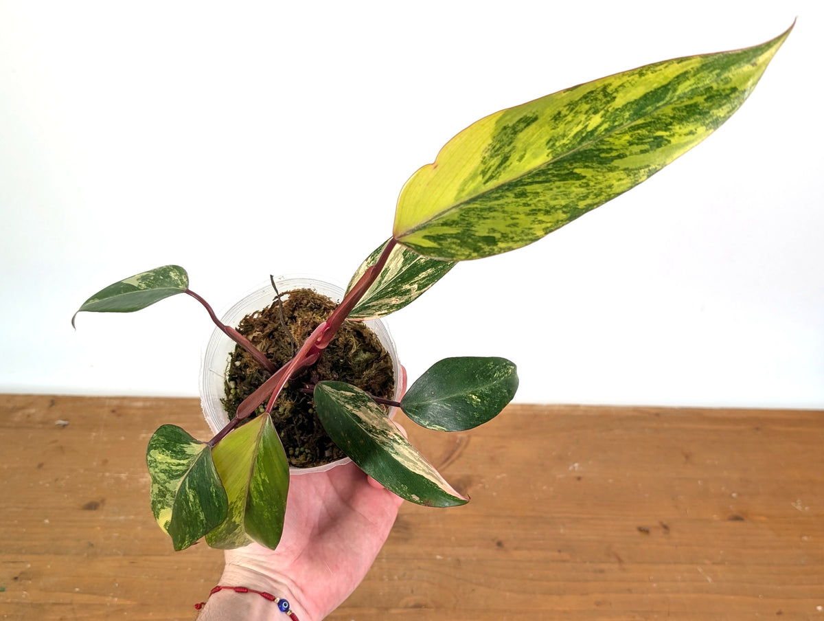 Philodendron erubescens 'Strawberry Shake'