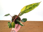 Philodendron erubescens 'Strawberry Shake'