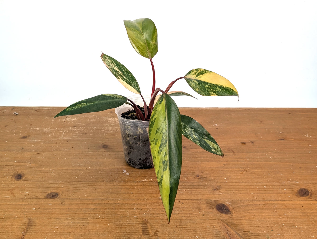 Philodendron erubescens 'Strawberry Shake'