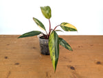 Philodendron erubescens 'Strawberry Shake'