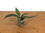 Anthurium Vittariifolium