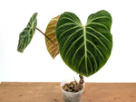 Philodendron Verrucosum 'Amazon Sunset Iricolor'
