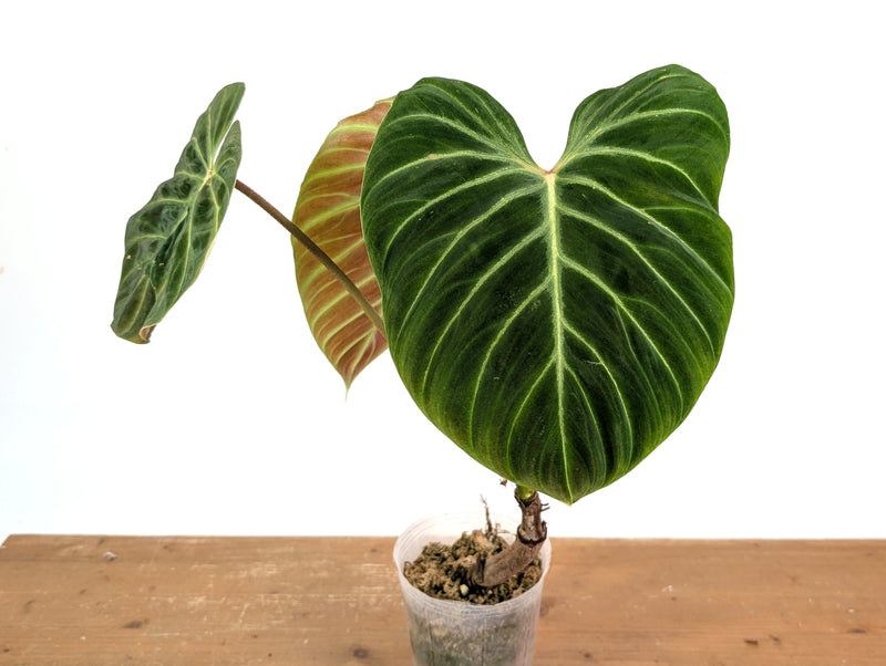 Philodendron Verrucosum 'Amazon Sunset Iricolor'