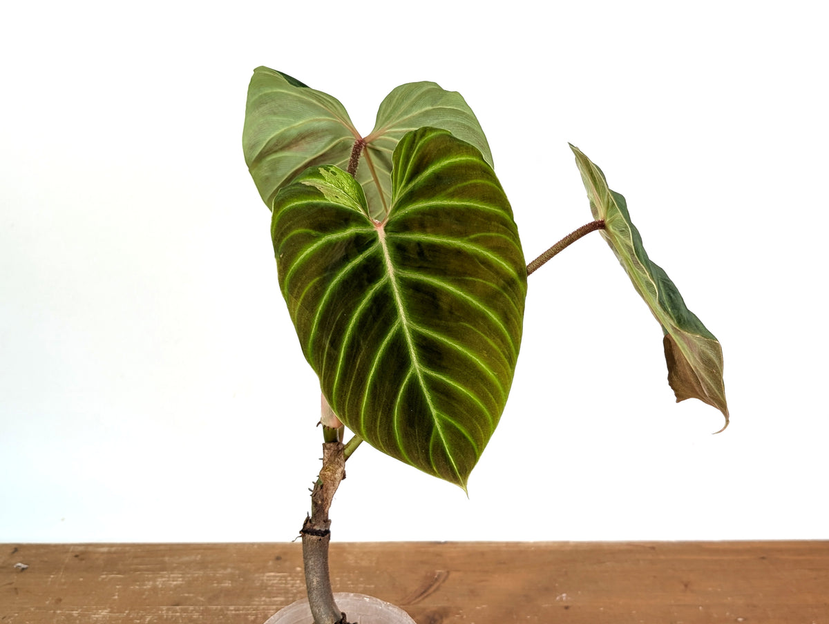 Philodendron Verrucosum 'Amazon Sunset Iricolor' – Plantamani Plants