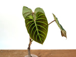 Philodendron Verrucosum 'Amazon Sunset Iricolor'