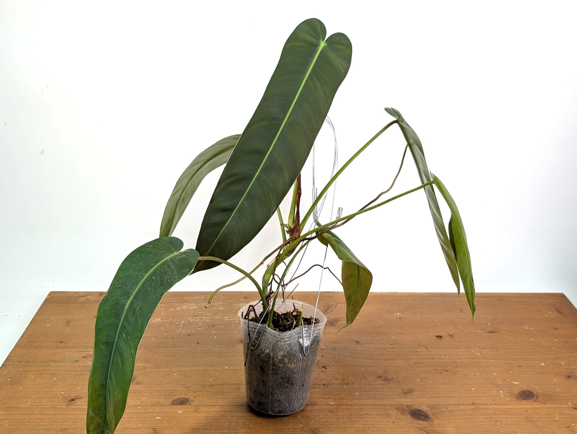 Philodendron Amazon Spirit – Plantamani Plants