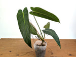 Philodendron Esmeralda Spirit - P. Esmeralda x Spiritus Sancti