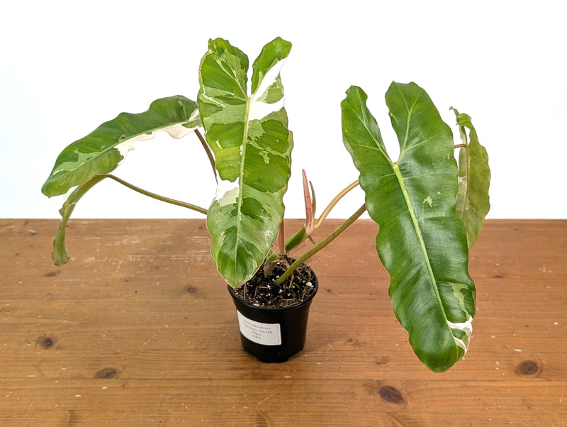 Philodendron Paraiso Verde Variegated Albo - Exact Plant #08A