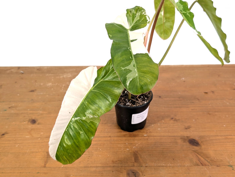 Philodendron Paraiso Verde Variegated Albo - Exact Plant #08A