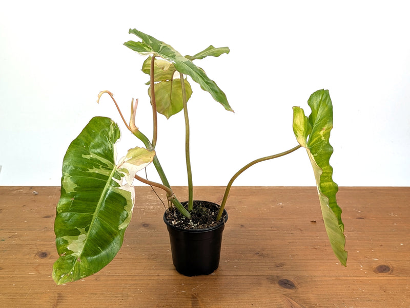 Philodendron Paraiso Verde Variegated Albo - Exact Plant #08B