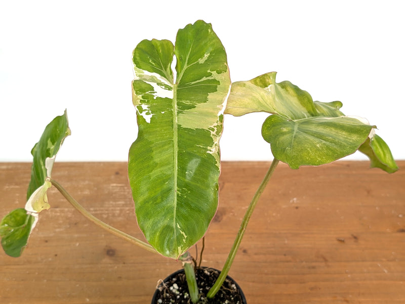 Philodendron Paraiso Verde Variegated Albo - Exact Plant #08B