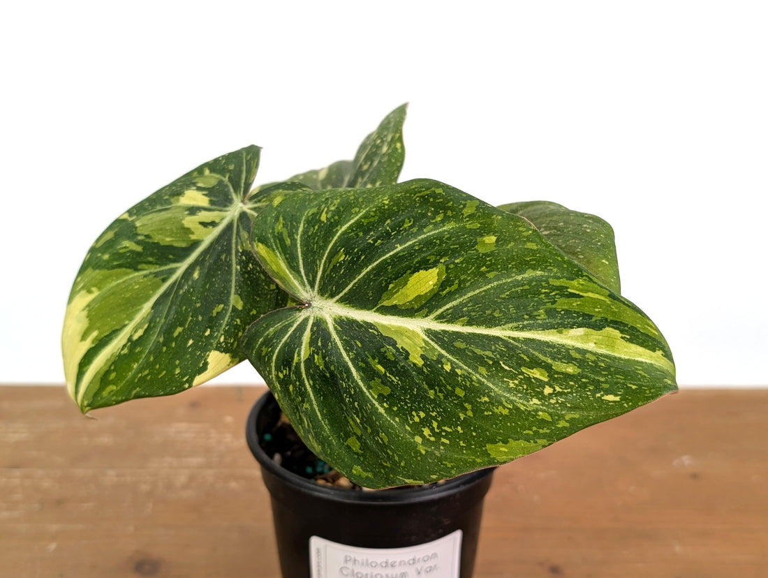Philodendron Gloriosum Variegated - EXACT Plant 
