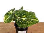 Philodendron Gloriosum Variegated - EXACT Plant #08A