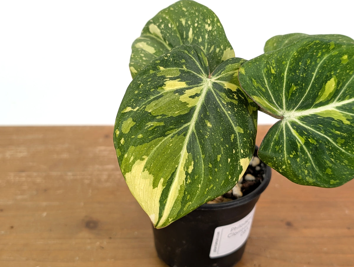 Philodendron Gloriosum Variegated - EXACT Plant #08A
