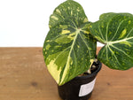 Philodendron Gloriosum Variegated - EXACT Plant #08A