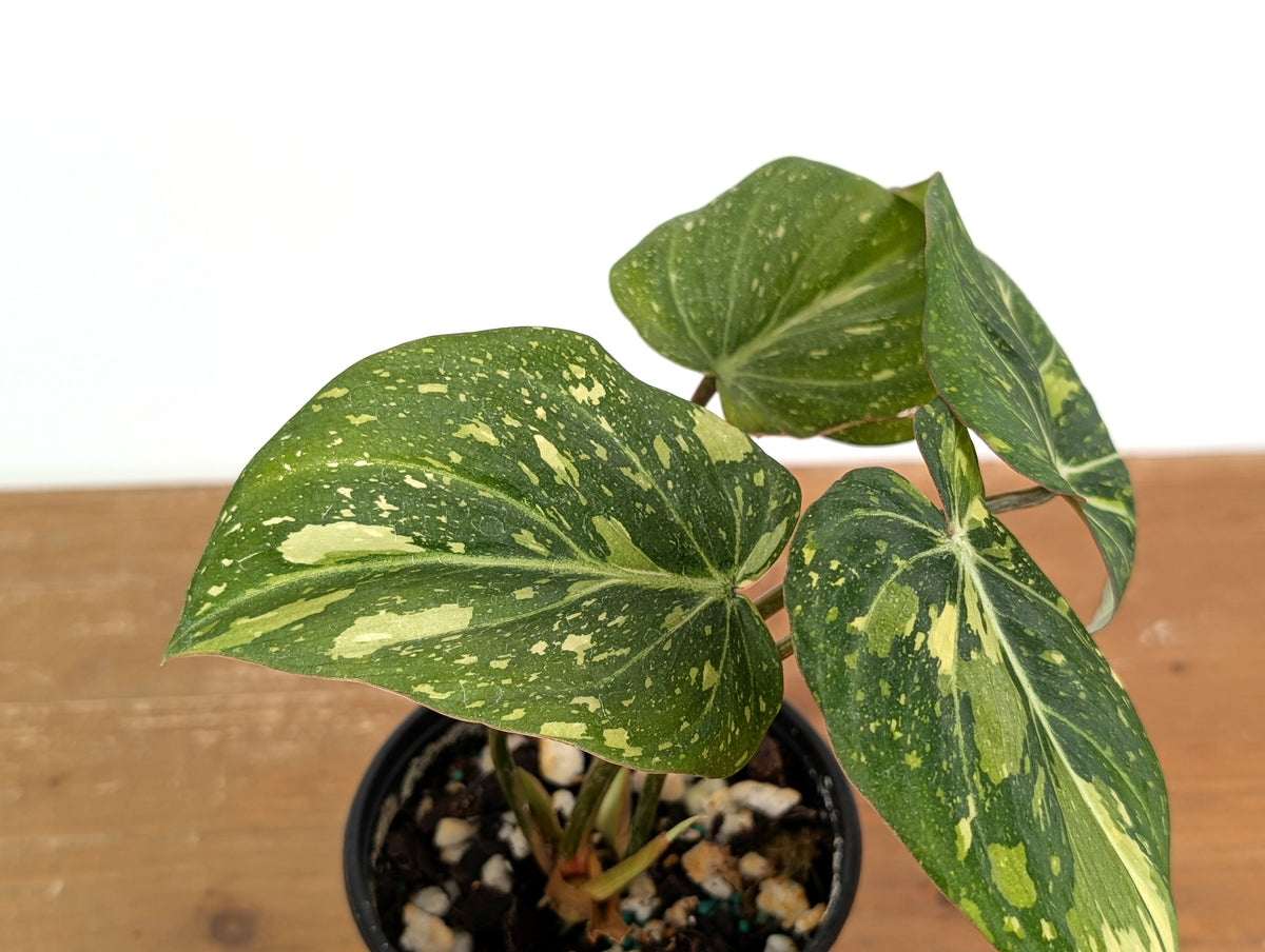 Philodendron Gloriosum Variegated - EXACT Plant #08A