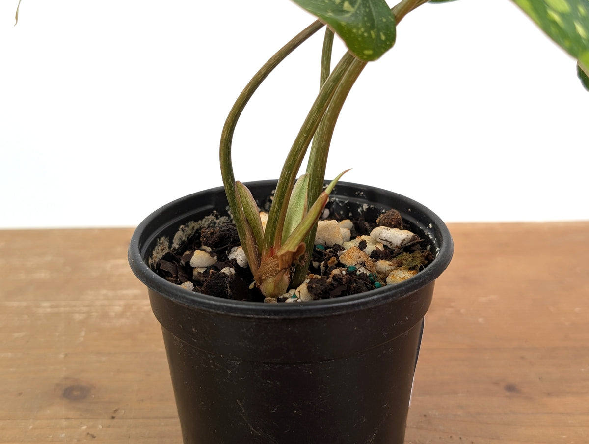 Philodendron Gloriosum Variegated - EXACT Plant #08A