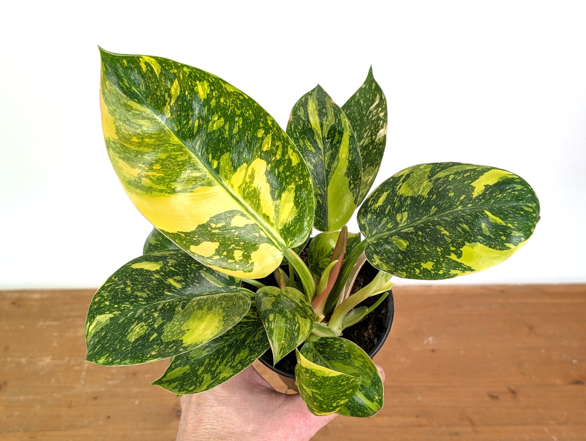 Philodendron Green Congo Variegated