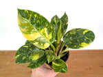 Philodendron Green Congo Variegated