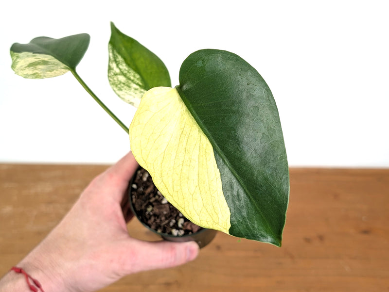Monstera Mint Half-Moon Mutant - Exact Plant #13A