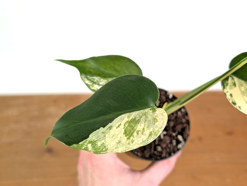 Monstera Mint Half-Moon Mutant - Exact Plant #13A