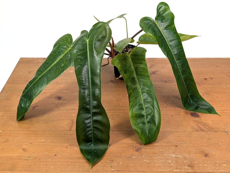 Philodendron Patriciae x Florida Beauty Exact Plant #08A