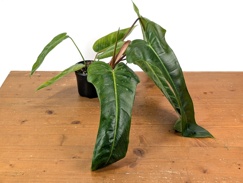 Philodendron Patriciae x Florida Beauty Exact Plant #08A