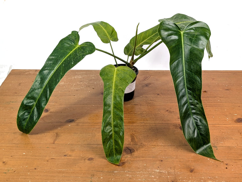 Philodendron Patriciae x Florida Beauty Exact Plant #08B