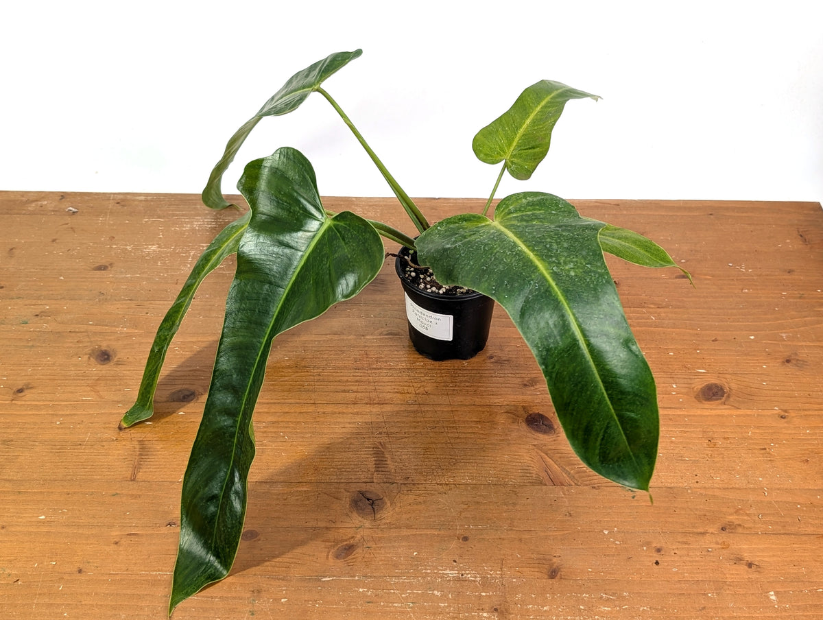 Philodendron Patriciae x Florida Beauty Exact Plant #08B