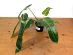 Philodendron Patriciae x Florida Beauty Exact Plant #08B