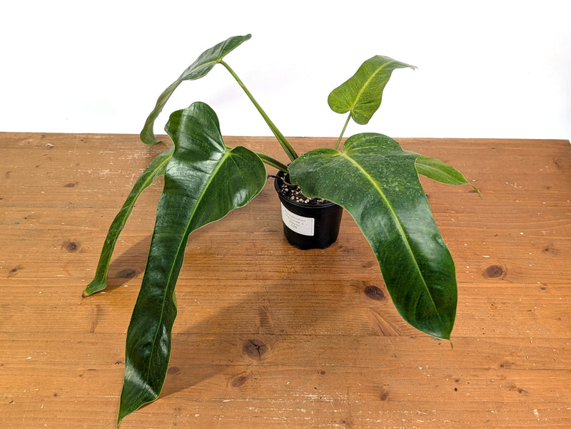 Philodendron Patriciae x Florida Beauty Exact Plant #08B
