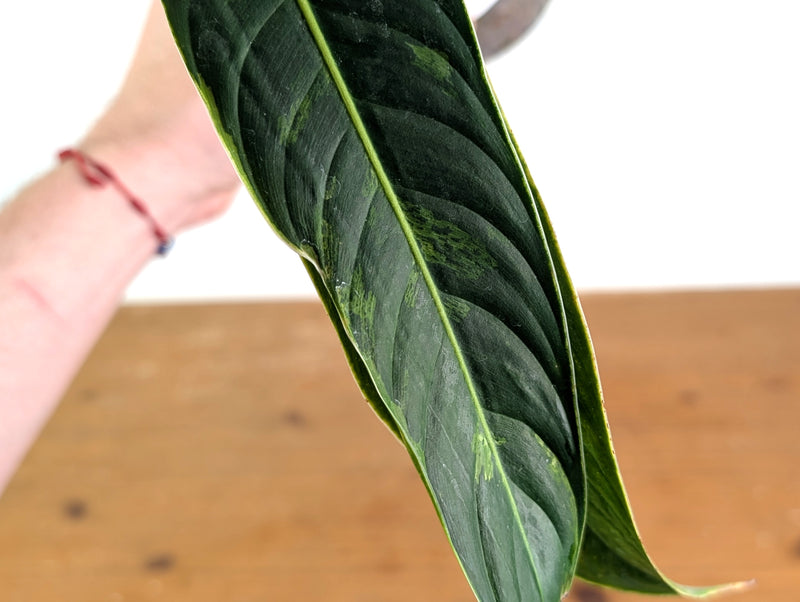 Philodendron Heterocraspedon Variegated - Exact Plant #08A