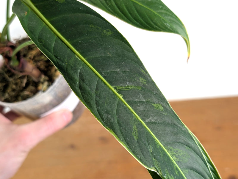 Philodendron Heterocraspedon Variegated - Exact Plant #08A