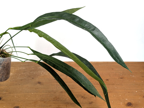 Anthurium Fornicifolium