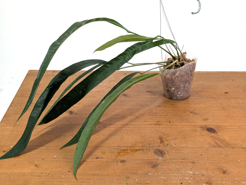 Anthurium Fornicifolium