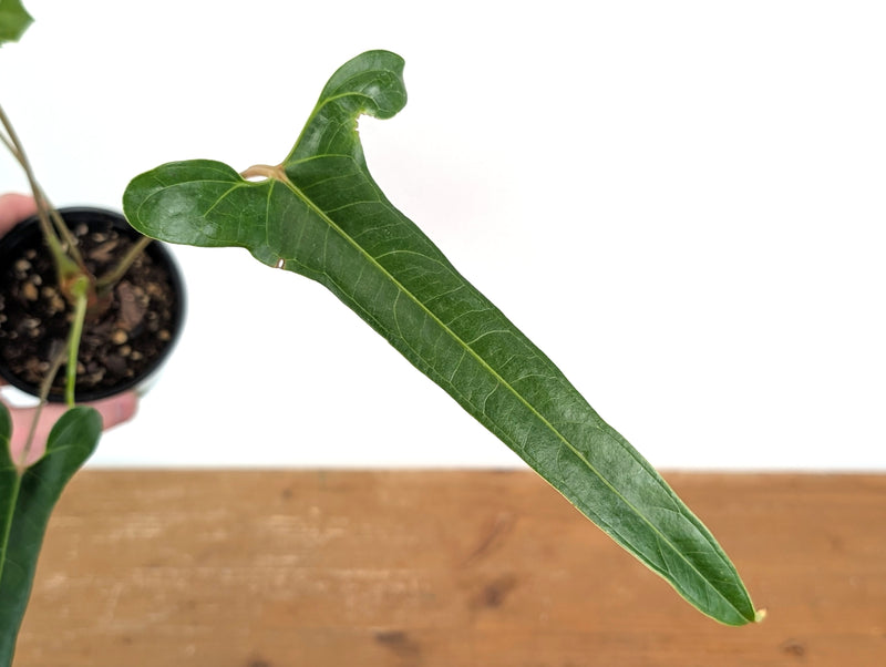 Anthurium Flavolineatum