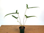 Anthurium Flavolineatum