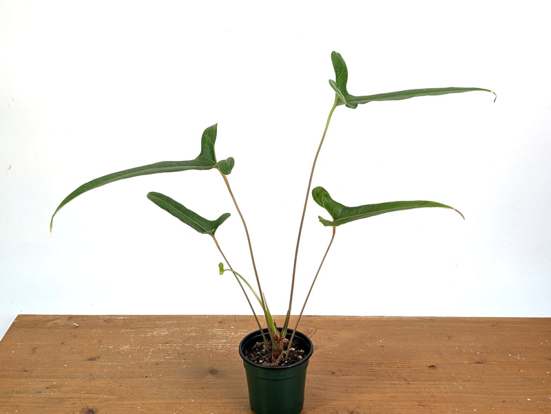 Anthurium Flavolineatum