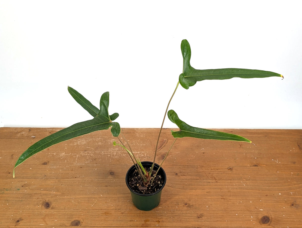 Anthurium Flavolineatum