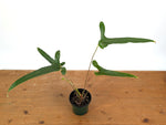 Anthurium Flavolineatum
