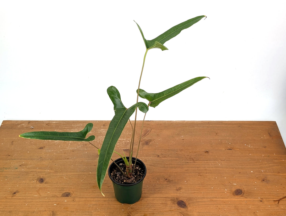 Anthurium Flavolineatum