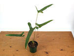 Anthurium Flavolineatum