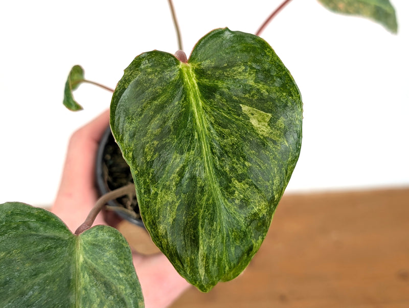 Philodendron El Choco x Billietiae Variegated - Exact Plant #08A